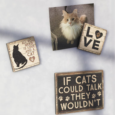 the love for cats magnets